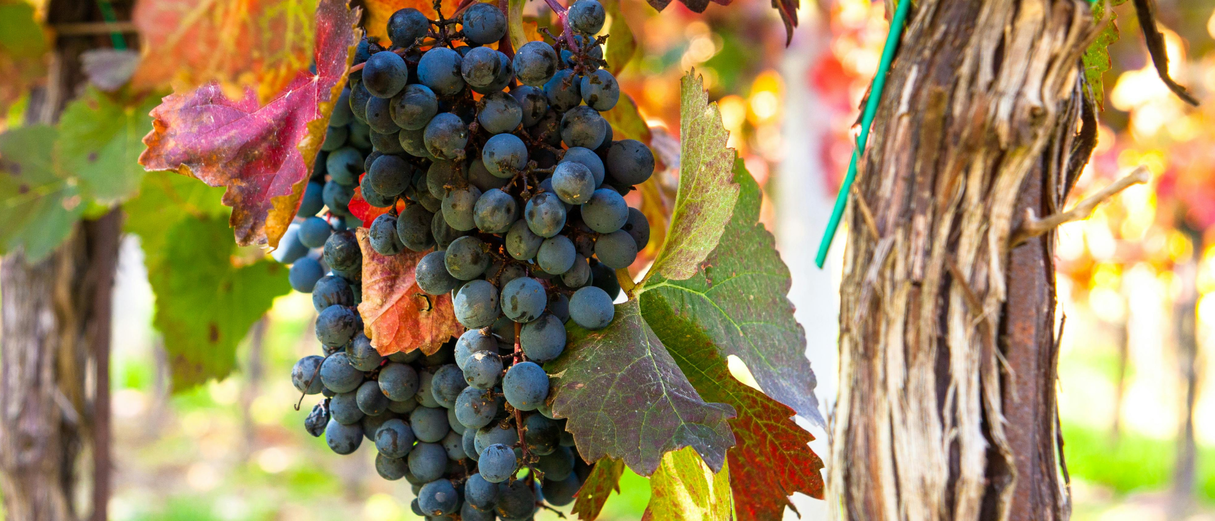 Comparaison sourcing vin — marketplace et distributeur