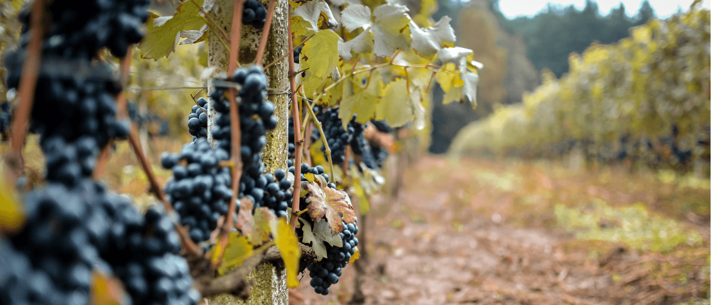 Bulles italiennes — Franciacorta et effervescents